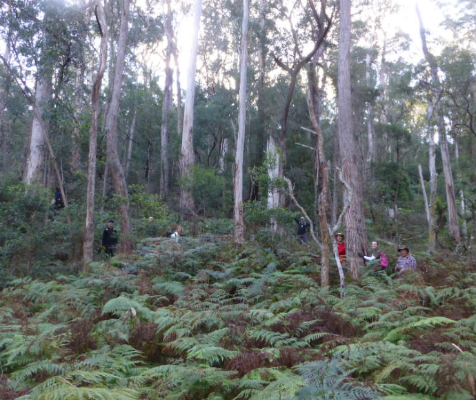 Survey assessing koala distribution and abundance in the coastal forests of south-eastern NSW