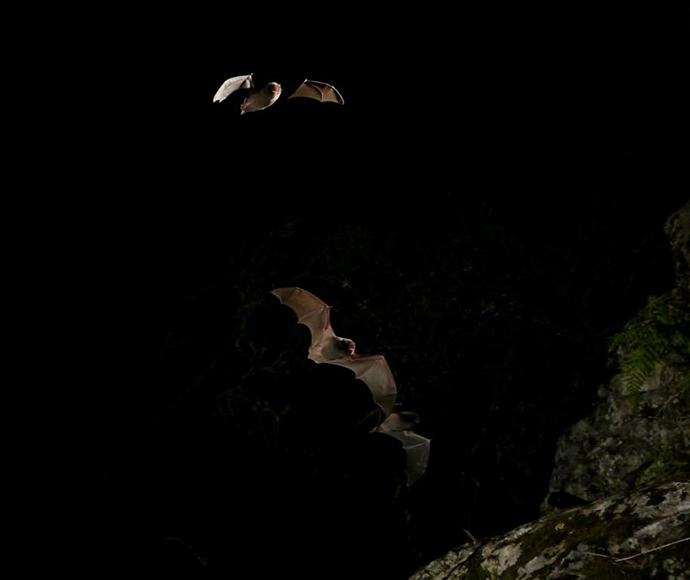Large bent-winged bats (Miniopterus orianae oceanensis) in flight