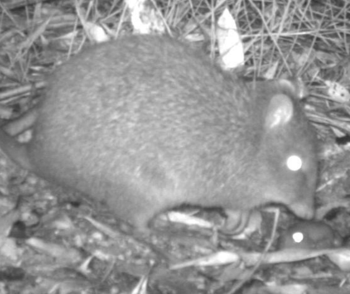 Long-nosed potoroo (Potorous tridactylus) with giant burrowing frog video still