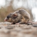Mountain pygmy-possum (Burramys parvus)