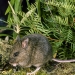 New Holland mouse (Pseudomys novaehollandiae) 