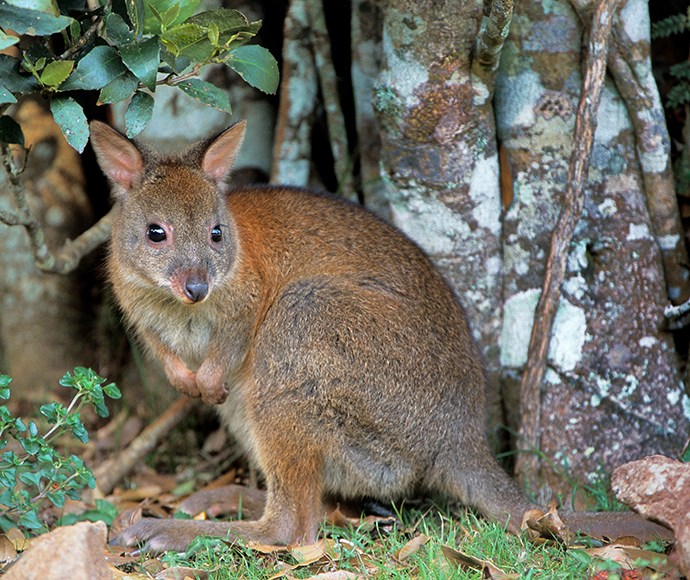 Red-necked pademelon (Thylogale thetis)