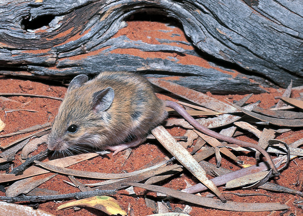 Sandy inland mouse (Pesudomys hermannsburgensis)
