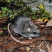 Smoky mouse (Pseudomys fumeus)