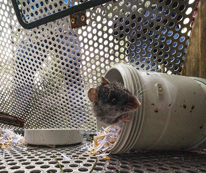 Captive bred smoky mouse (Pseudomys fumeus) being returned to the wild