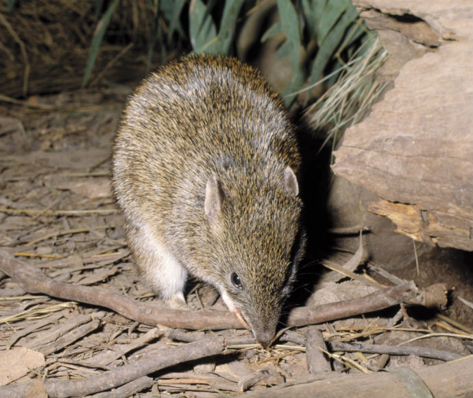 Southern brown bandicoot (Isoodon obesulus)