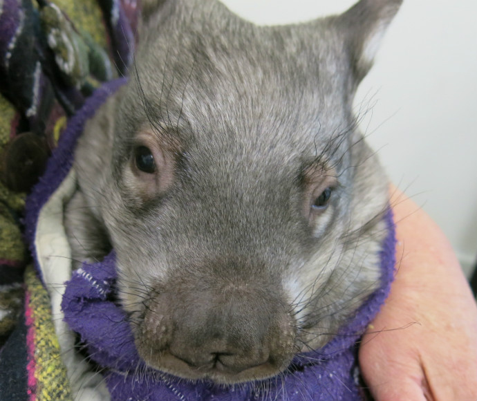 Southern hairy-nosed-wombat (Lasiorhinus latifrons), endangered nocturnal herbivore