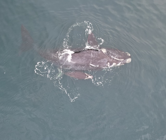 Aerial view of a southern right whale (Eubalaena australis) with its calf beside it