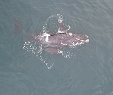 Aerial view of a southern right whale (Eubalaena australis) with its calf beside it