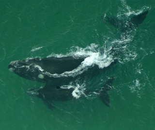Southern right whale, mother and calf