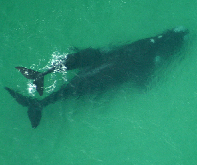 Southern right whale (Eubalaena australis), mother and calf