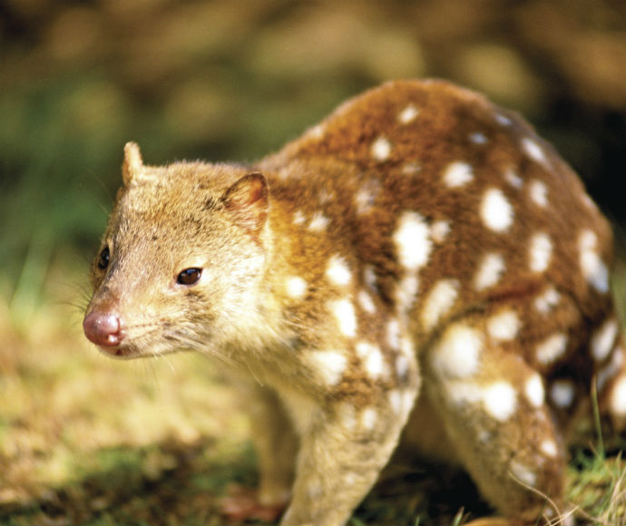 Spotted-tail quoll | NSW Environment, and