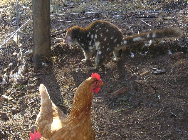 Spotted-tailed quoll and chook inside a pen