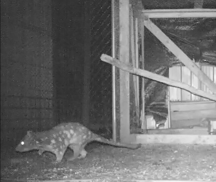 Spotted-tailed quoll (Dasyurus maculatus), near a chook pen, Tilbuster