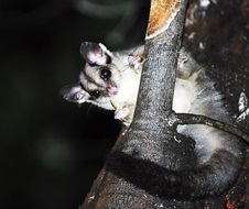 Squirrel glider (Petaurus norfolcensis) feeding at Kings waterhole, just west off the Putty road, Wollemi National Park. Nocturnal gliding possum