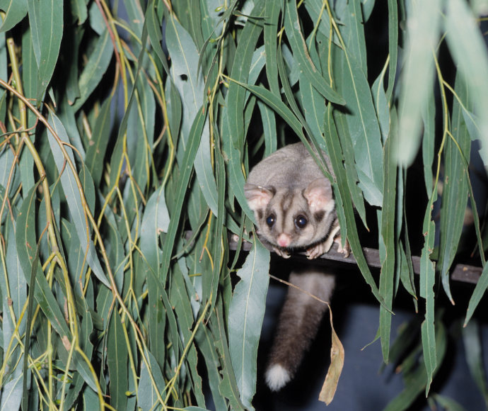 The squirrel glider (Petaurus norfolcensis), listed as vulnerable in NSW.