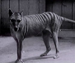 Tasmanian tiger also known as the thylacine