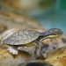 Bellinger River snapping turtle (Myuchelys georgesi) hatchling