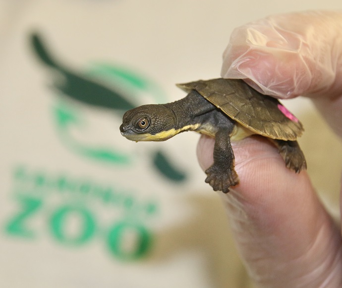 Bellinger River snapping turtle hatchling ((Myuchelys georgesi)) being held by Taronga Zoo staff member wearing disposable gloves