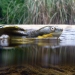Bellinger River snapping turtle (Myuchelys georgesi)