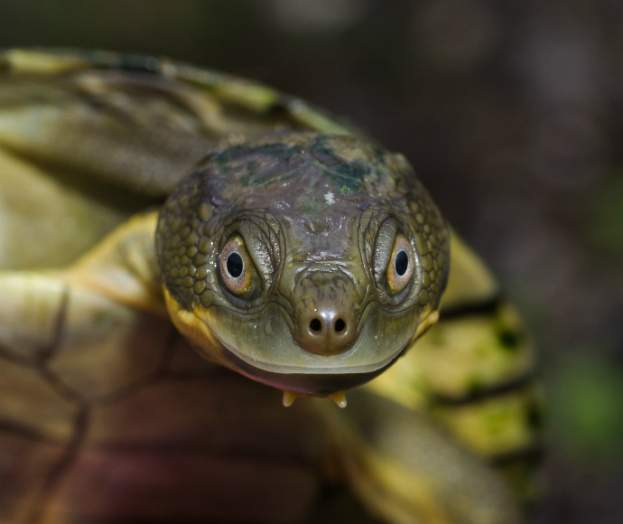 turtles | NSW Energy Science