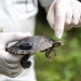 Bellinger River snapping turtle (Myuchelys georgesi) with monitoring device being held by scientist