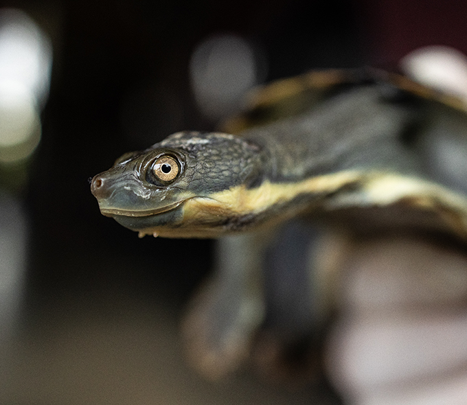 Held turtle looking directly at camera