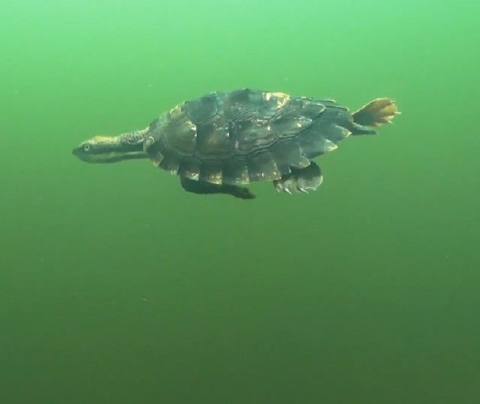 Underwater shot of the Bellinger River snapping turtle (Myuchelys georgesi) 