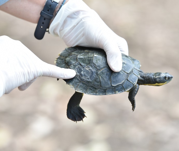 Staff pointing out symptom of the virus on the turtle's shell. Research into the turtles' genetics, population dynamics and the virus is ongoing