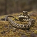 Broad-headed snake (Hoplocephalus bungaroides)