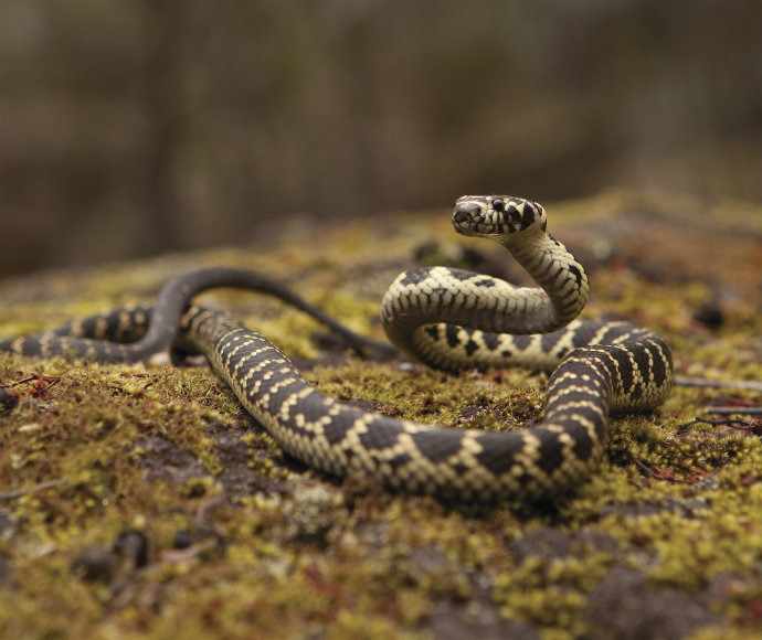 Broad-headed snake (Hoplocephalus bungaroides), threatened species