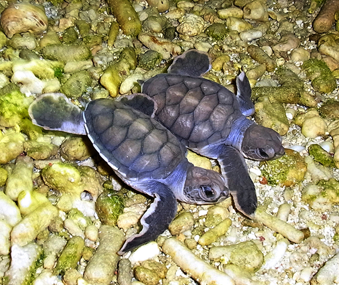 Green sea turtle (Chelonia mydas) hatchlings, one hour old