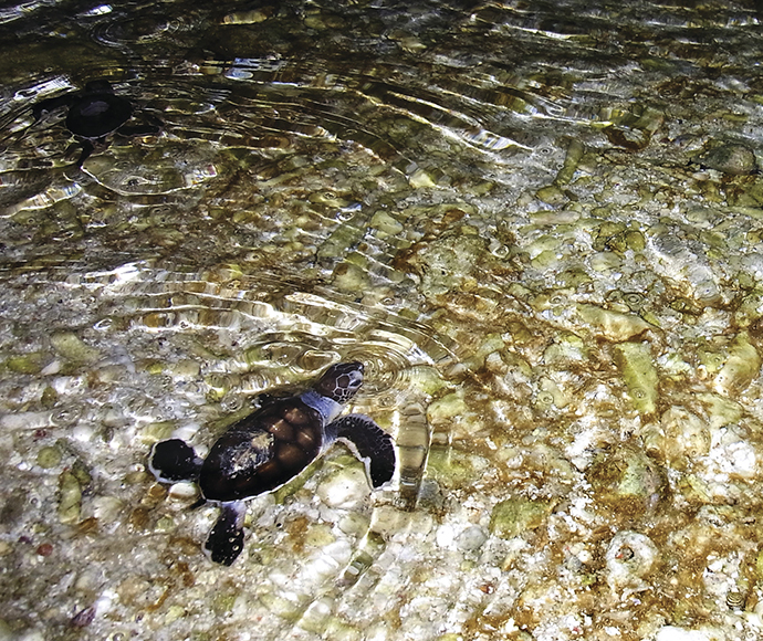 Green sea turtles Chelonia mydas hatchlings first ocean swim
