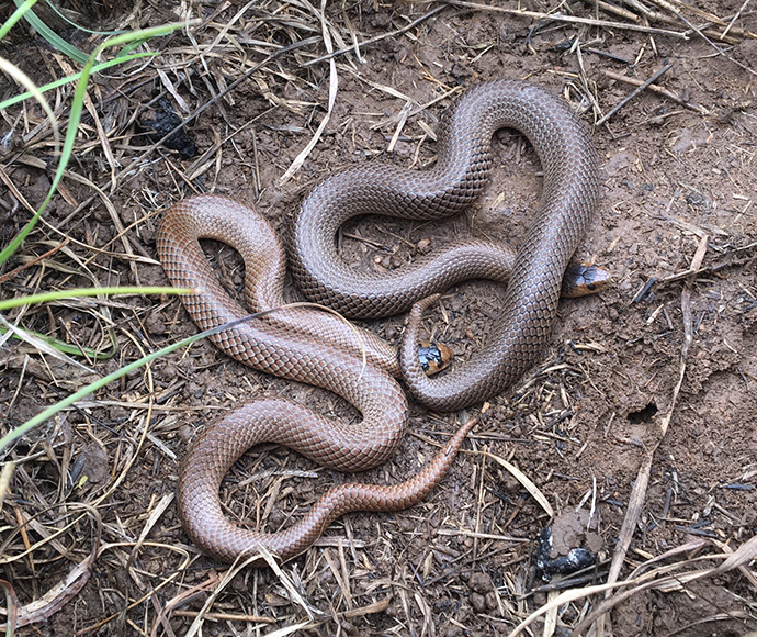 A pair of little whip snakes (Suta flagellum) - left: male, right: female - found together in spring. Note the colour variation between individuals