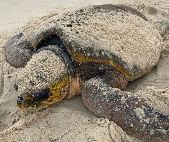 Loggerhead turtle (Caretta caretta)
