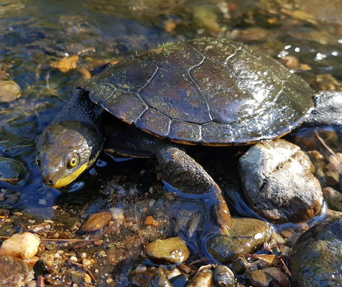 Manning River helmeted turtle (Myuchelys purvisi), Rowleys River