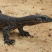 A black goanna with long narrow neck and yellow speckled underbelly and legs, gazing into the middle distance