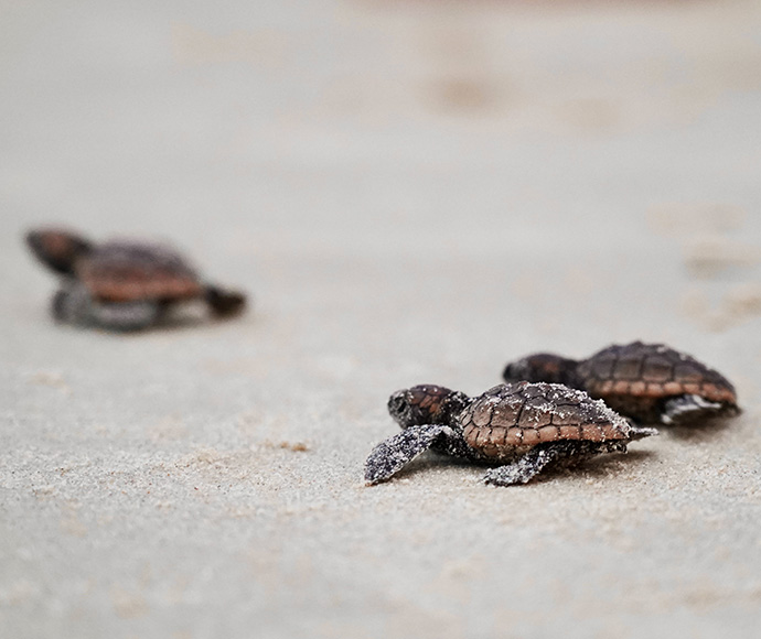 Turtle hatchlings making their way to the ocean
