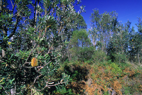 Elderslie Banksia Scrub Forest