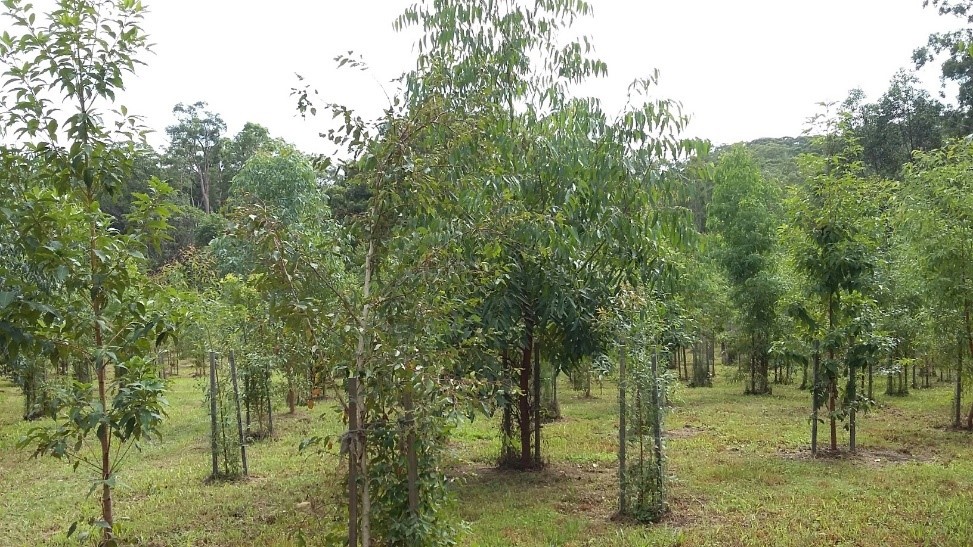 Restored koala habitat, Bongil Bongil National Park, March 2019