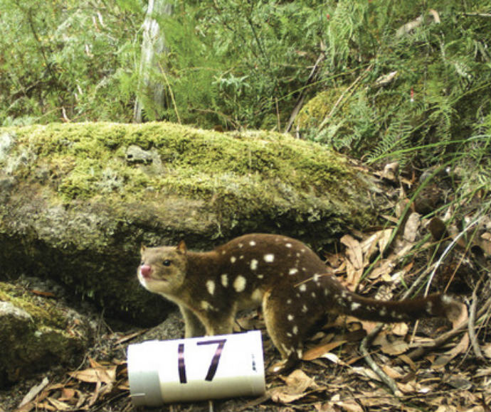 Spotted-tailed quoll (Dasyurus maculatus), Barren Grounds, Budderoo Quollidor remote monitoring stations