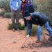 Inspecting a malleefowl mound on-country 