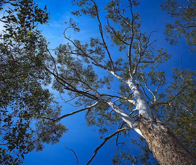 Cumberland Plain Woodland in the Sydney Basin Bioregion Eucalyptus tereticornis Forest red gum