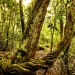 Littoral Rainforest