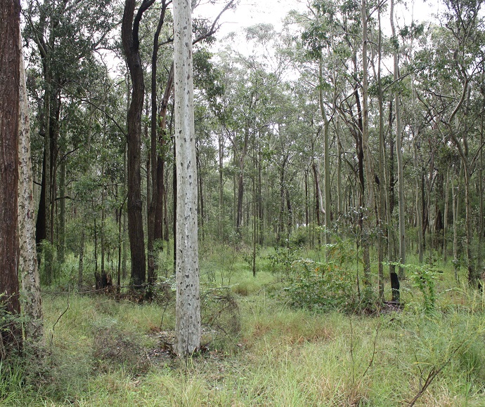 Lower Hunter Spotted Gum Ironbark Forest threatened ecological community