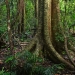 Lowland Rainforest