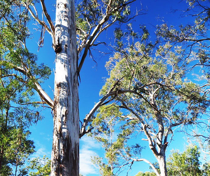 River-Flat Eucalypt Forest on Coastal Floodplains of the New South Wales North Coast, Sydney Basin and South East Corner Bioregions