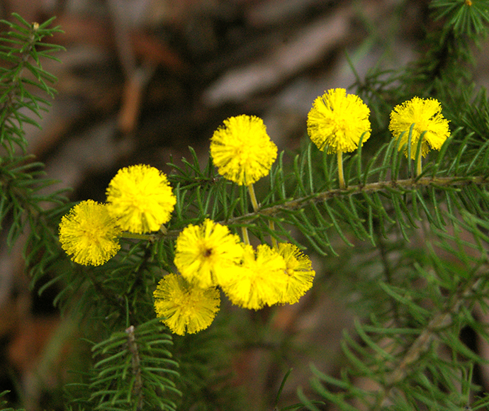 Yellow flowers and green needle-live leaves of the Acacia gordonii