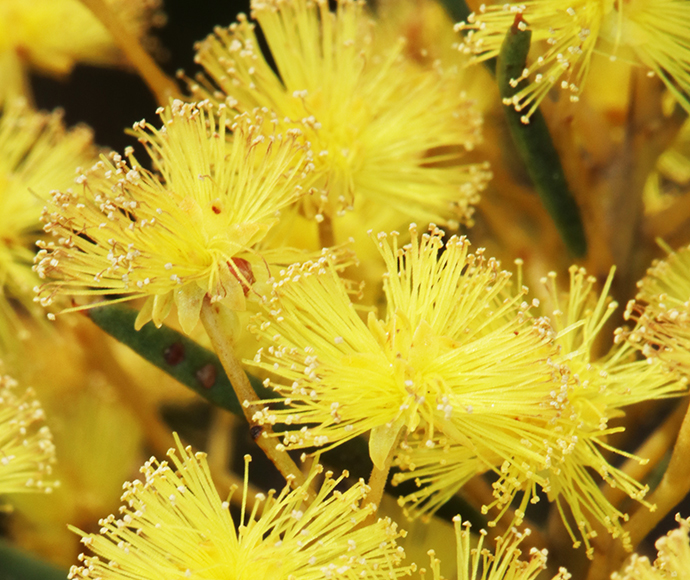 Acacia meiantha, flowers