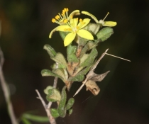 Close up of the small yellow flower of Asterolasia rupestris subsp. recurva B.J. Mole 